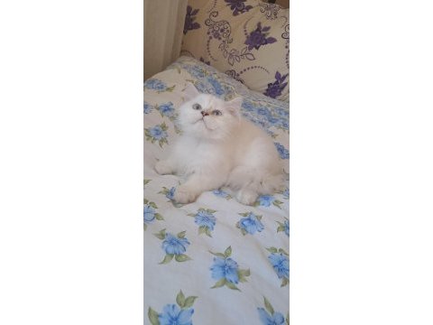 2 erkek british longhair yavru pet olarak sahiplendirilecek