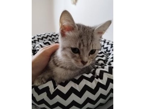 British shorthair tabby erkek yavru