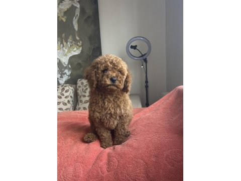 Dişi red brown toy poodle yavru