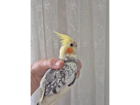 Sultan papağanı çift ve yavruları
