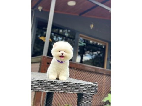 A kalite pomeranian boo