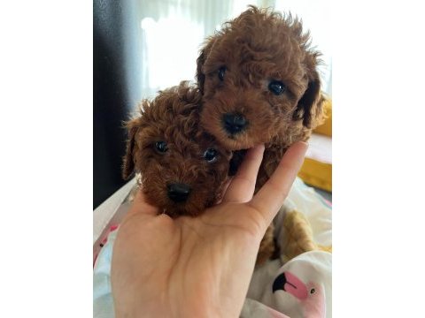 Sağlık ve ırk garantili tam toy poodle minikler