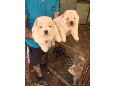 Sağlık ırk garantili ve kaliteli chow chow yavrular
