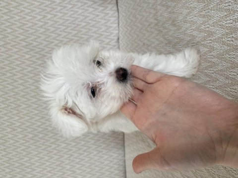 Maltese terrier 0 numara 53 günlük dişi yavru