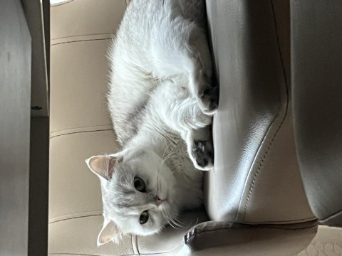 Pamuk british shorthair kızımıza yeni aile arıyoruz