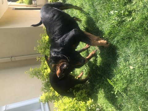 Safkan rottweiler sahiplendirilecektir