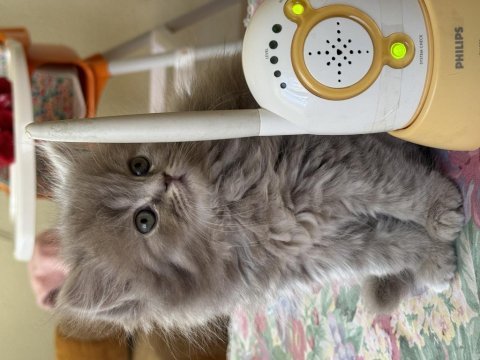 British longhair fiko yeni yuvasını arıyor