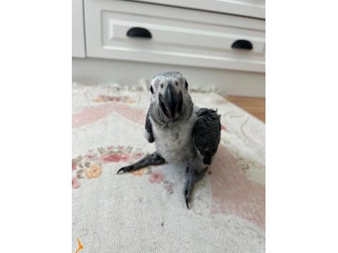 Çok tatlı değilmi? jako papağanı tam alıştırmalık