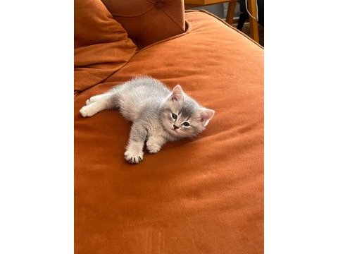 Babası şecereli british longhair