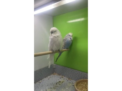 Show jumbo muhabbet kuşu