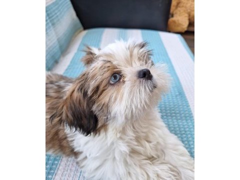 2 bucuk aylık shih tzu yavrularıma yuva arıyorum