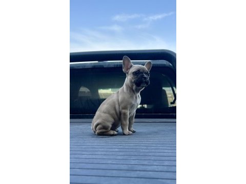 3 aylık french bulldog