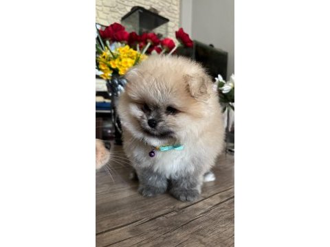 Pomeranian boo orjinal