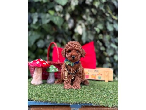 Safkan toy poodle köpeklerimiz