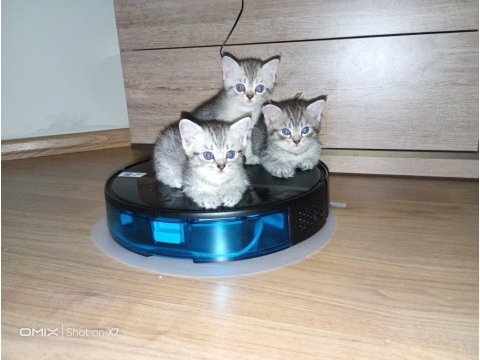 1 haziran doğumlu british shorthair kediler