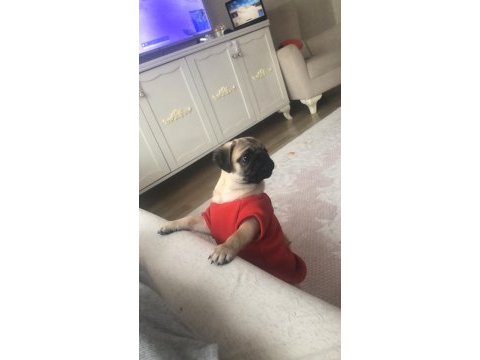 Sıfır burun türünün en iyisi tuvalet eğitimli pug