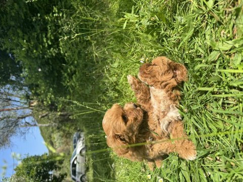 Anne altından maltipoo yavrularımız