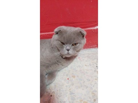 Erkek kedim british shorthair