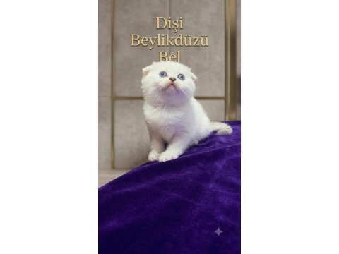 Sevimli scottish fold paticikler teslime hazır
