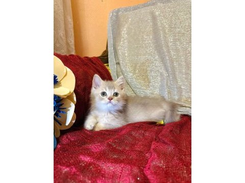 A kalite british longhair yavrular