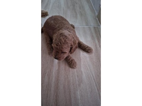 Toy poodle tuvalet eğitimli yavrular