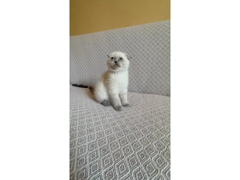 Scottish fold blue point yavrumuz