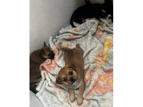 6 aylık ırkının tüm özelliklerini taşıyan pinscher