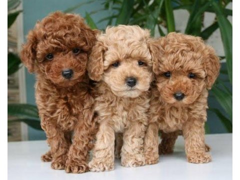 Toy poodle birbirinden tatlı yavrular