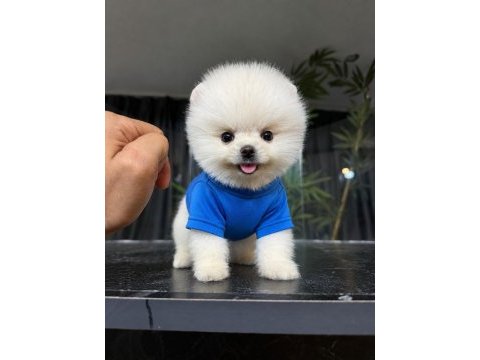 Show kalite pomeranian boo yavrular