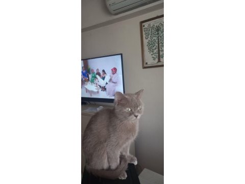 Dişi 3 yaşında british shorthair kedimiz