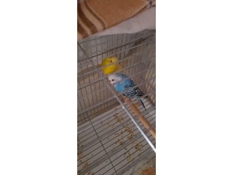 2 adet muhabbet kuşu
