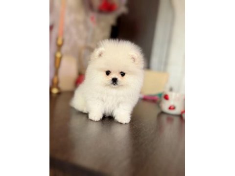 Teacup ayıcık pomeranian