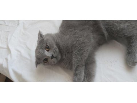 5 aylık yavru scottish fold