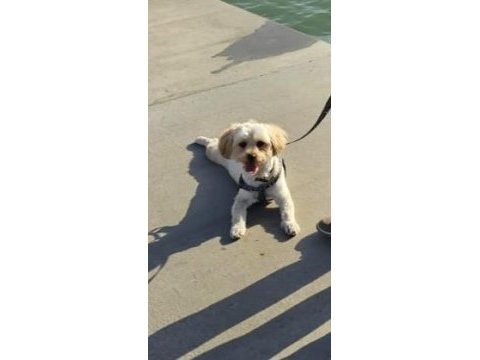 Morkie erkek