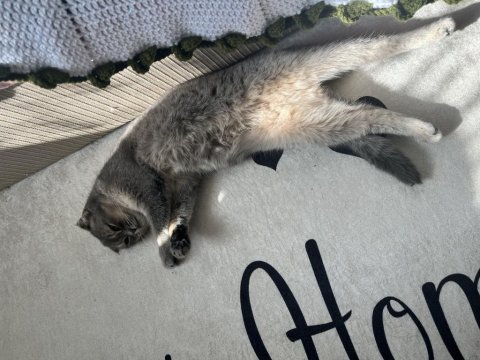 Scottish fold yetişkin dişi