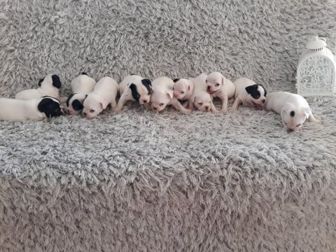 Yılbaşı bebek köpeklerimiz yeni evine gitmeye hazırlar