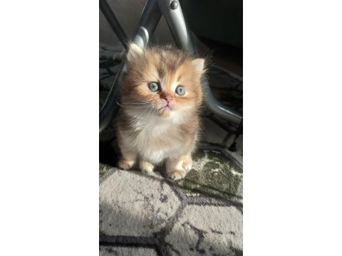 British longhair erkek