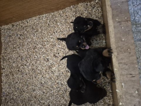 Mükemmel anatomi rottweiler