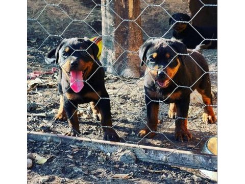 Koca kafa rottweiler yavrular