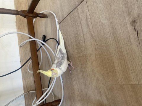 Sultan papağanı 6 aylık