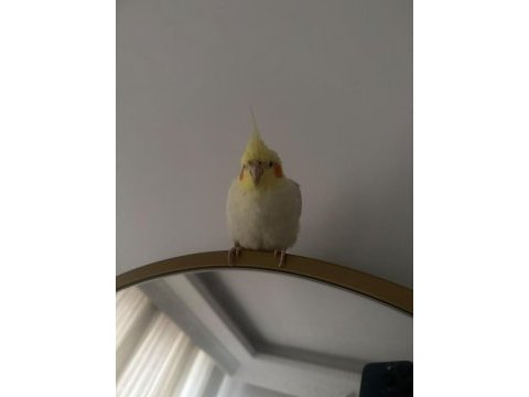 1 yaşında erkek sultan papağanı ele alışkın