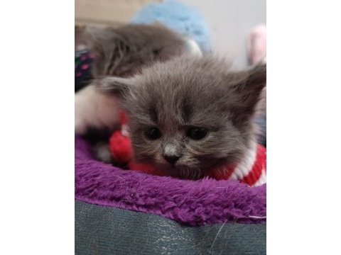 British longhair kedisi sahiplendirme
