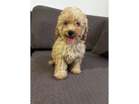 3 aylık aşıları yapılmış eğitimli poodle