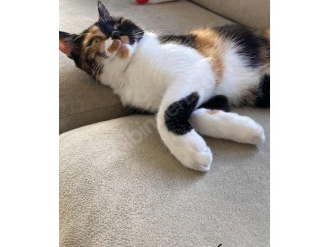 Kısır aşılı çipli ev kedisi calico cinsi kedimiz