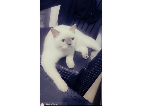 British shorthair kızımız mia