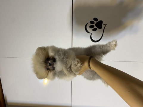 Tea cup pomeranian oğluşum