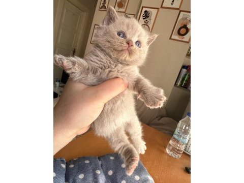 Sahiplenmeye hazır sevimli british shorthair bebekler