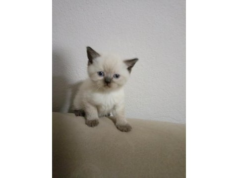 British shorthair minikolarım