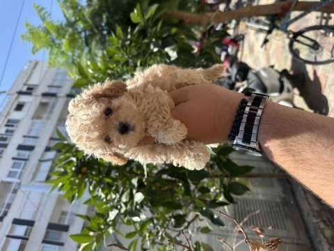 Her renk poodle yavru sağlıklı
