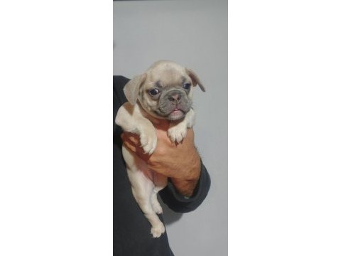 Yavru french bulldog